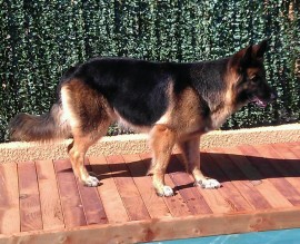 Kora